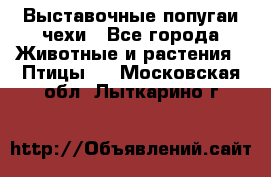 Выставочные попугаи чехи - Все города Животные и растения » Птицы   . Московская обл.,Лыткарино г.